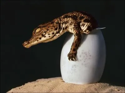  quel moment, la femelle crocodile du Nil sait-elle qui lui faut dcouvrir le nid o elle a enterr les ufs dans le sable ?