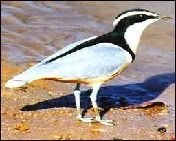 Le pluvian d'Afrique est un parfait commensal ; il vit en symbiose avec le crocodile du Nil. Quelles relations entretiennent-ils ?