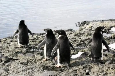 Qui sont les nounous des petits manchots d'Adlie quand les parents s'absentent pour trouver de la nourriture ?