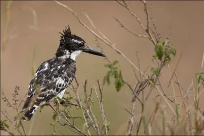 L'alcyon pie possde un vol rapide, direct, compos de battements d'ailes irrguliers, parfois entrecoups de brefs vols plans. Les petits ont un comportement d'une extrme propret. Que font-ils ?