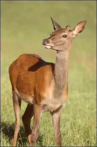  Un pauvre hre , de quelle langue est issu le mot  hre  ?