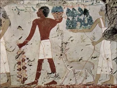 Regardez bien à gauche. Quels sont ces fruits représentés sur les parois du tombeau de Amenemhêt, officier durant le règne de Thoutmôsis III ou celui de Néferhotep ?