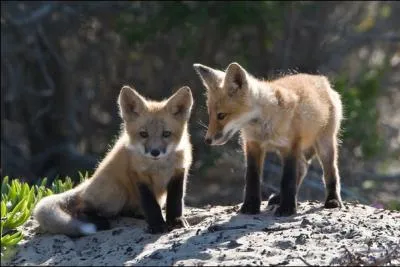 Son intelligence réside dans sa capacité à tirer avantage de toutes les opportunités. Grâce à cette faculté, malgré l'hostilité de l'Homme, il possède aujourd'hui un vaste territoire.