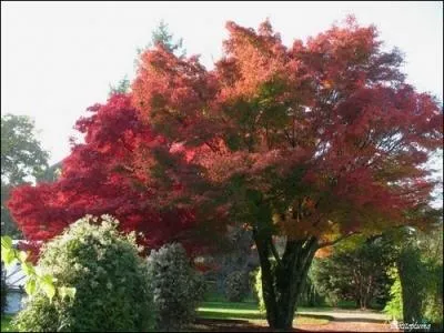 Une écorce gris-brun lisse, de petites fleurs pourpres très discrètes, en grappes pendantes au printemps, voilà l'érable. 
Comment appelle-t-on ses fruits ?