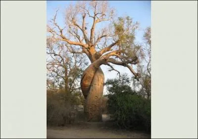 Quand les arbres sont amoureux, cela donne ce beau spectacle. Qui sont-ils ?