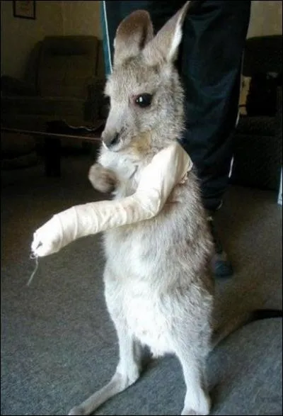 En Australie, la population humaine reprsente le triple de celle des kangourous !