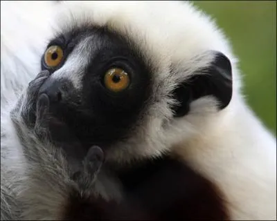 Dans quel pays pouvez-vous admirer cet animal ?