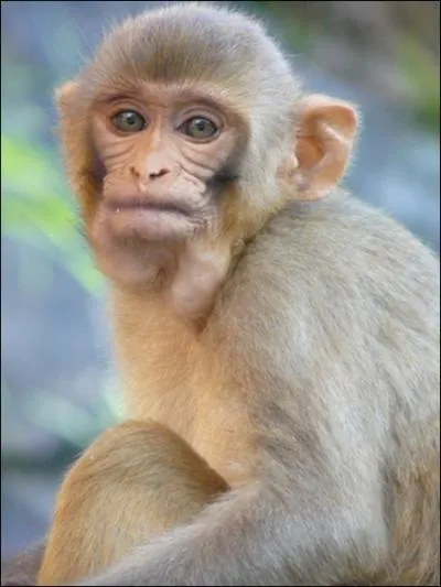 Terminez cette (moqueuse) citation d'Ambrose Bierce : Singe. Animal arboricole qui se sent galement trs  l'aise ...