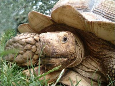 La tortue de savane se fait de plus en plus rare. L'augmentation des populations humaines et l'avance du dsert sont les principales causes de sa rarfaction. O se trouve son habitat ?
