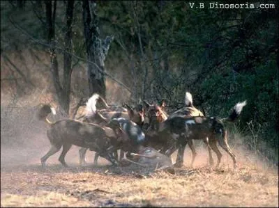 Les canids ont bien compris que l'union fait la force. Qui sont-ils ?