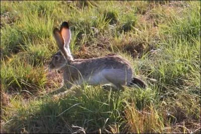 Le livre est le plus grand des lagomorphes. Il court trs vite. Mais que savons-nous de son tonnant comportement de reproduction ?