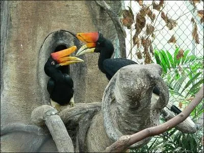 Un oiseau color dot d'un gros bec, il porte un casque. Trs sociable on peut l'apprivoiser facilement. On le dit trs fidle.