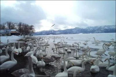 Sociables, les cygnes se dplacent en groupe. Il tiennent leur nom commun d'une qualit ... . harmonieusement.
