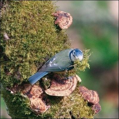 Ce joli petit oiseau frquente volontiers nos jardins. Le caractre distinctif de sa livre est le masque bleu fonc autour des yeux. La msange bleue est-elle :