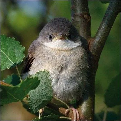 Tte grise et gorge blanche, elle se prsente  vous dans toute sa simplicit. Elle enchane les gazouillis rptitifs, parfois rauques ou aigus et joyeux.