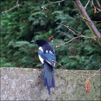 Si on y regarde de prs, on verra sur le plumage blanc et noir des reflets mtalliques bleus et verts. Oiseau acrobate, danseur et assez souvent bruyant.