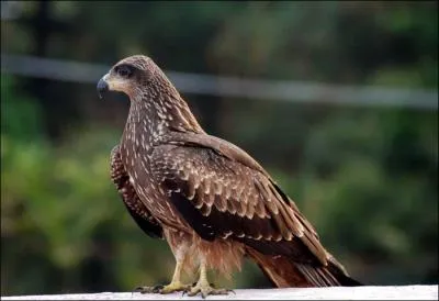 Il est capable de prouesses acrobatiques ariennes pour trouver sa nourriture mme s'il est un chasseur peu dou.