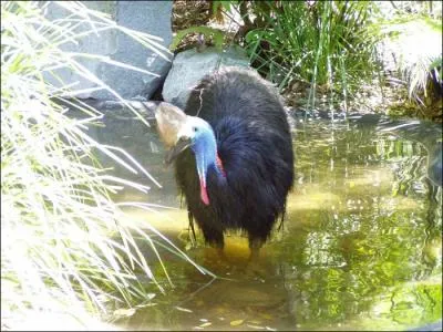 Au cours de la parade nuptiale, le mle danse autour de la femelle en faisant vibrer sa gorge. C'est la femelle qui choisit son partenaire.