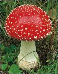 Quel est ce splendide champignon aux couleurs chaudes ?