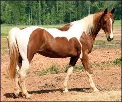 Quelle est la robe de ce paint horse ?