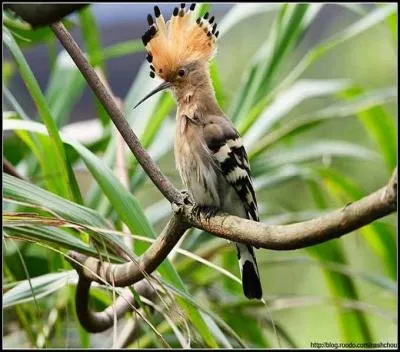 Il est de plus en plus difficile d'admirer la  huppe fascie  en France. En effet, les bocages ont tendance  disparatre. Elle fuit les zones d'agriculture intensive. Quel est son statut ?