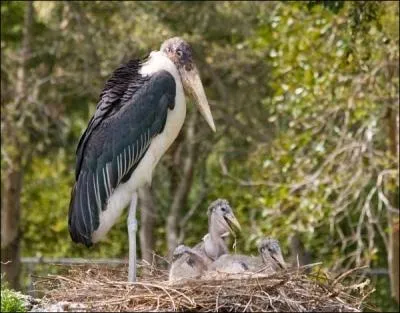 De quelle manire les parents  marabouts  nourrissent-ils les petits ?