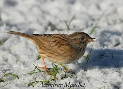 Quel surnom est-il donn   l'accenteur mouchet   ?
