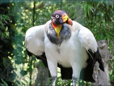 Une fois le cadavre repr, le  condor roi  se lance dans les airs et plane. Pas un seul ne peut rsister  son bec qui lui sert  dchiqueter les chairs. Quel nom portent les excroissances charnues ?
