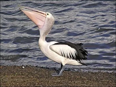 Le  plican  lunettes  est un oiseau trs grgaire, se nourrissant, passant la nuit et nichant en grandes troupes. Quelle est sa particularit ?