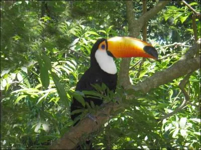 Le toucan  bec carn est rput pour faire le clown. Il aime jouer  des batailles de bec ! Quand il est fatigu, il se couche dans des feuilles humides. Que font-ils lors de la parade nuptiale ?