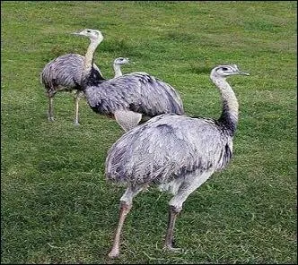 Le nandou est un oiseau ratite, mais rapide  la course. Qu'est-ce qui rend ses dplacements confortables ?