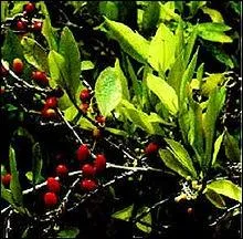 ''La vérité c'est que / Ces enfants de salaud / Ça les arrange un peu /La came dans leurs ghettos/ Ça tue surtout les pauvres / Les négros, les bandits / Ça justifie les flics/ Ça fait vendre des fusils''