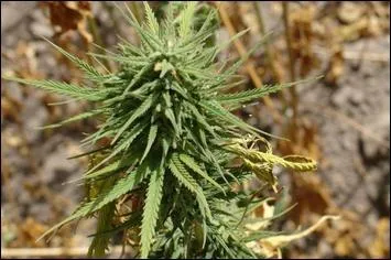 ''Putain c'qu'il est blême mon HLM / Et la môme du 8e, le hasch elle aime''