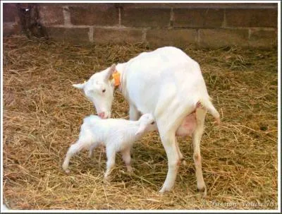 Caprin ttant qui se prend pour un belle auto dcapotable :