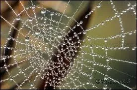 Reine dchue qui tisse :