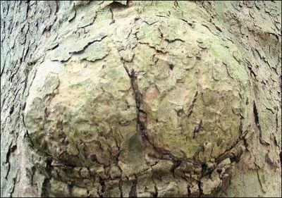 Ce tronc d'arbre a clairement dessiné un postérieur lors de sa croissance. Que peut-on se demander ?