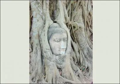 Une sculpture de pierre prise au piège de cet arbre. Quelle impression cela nous donne-t-il ?