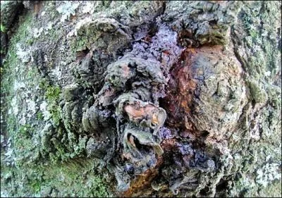 Dame Nature nous offre un spectacle étrange. À quoi cette sculpture végétale produite par l'écorce d'un cerisier vous fait-elle penser ?