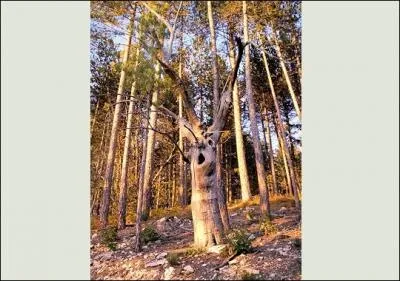 Cela me semble émouvant. Un vieux châtaigner entouré d'arbres plus jeunes montant toujours plus haut et toujours plus droit. Quelle expression paraît sur son tronc ?