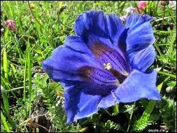 Reconnaissez-vous cette fleur bleue ?