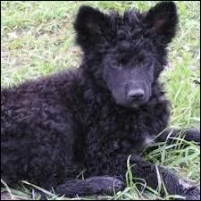 Quelle est la race de ce chien ?