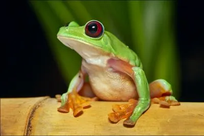 Quand la grenouille ferme-t-elle ses yeux ?