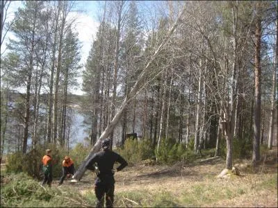 O a lieu le plus grand dfrichement sur Terre ?