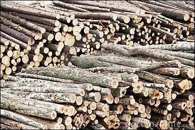 Combien d'arbres sont abattus par jour ?