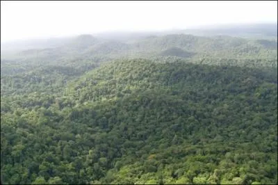 Quel pourcentage de la Terre est recouvert par la fort ?