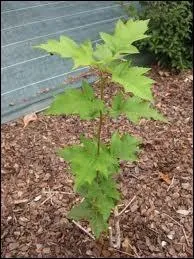 Http : //www. quiz.biz/