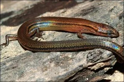 Combien de nouvelles espces animales ont t dcouvertes en Europe depuis le 1er janvier 2013 (environ) ?