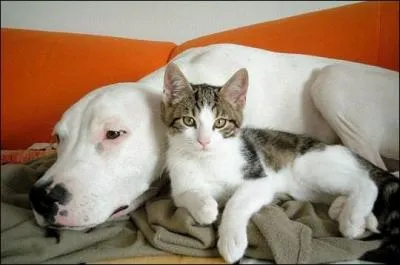 Combien de chiens et chats ont t recueillis par la SPA depuis le 1er janvier 2013 (environ) ?