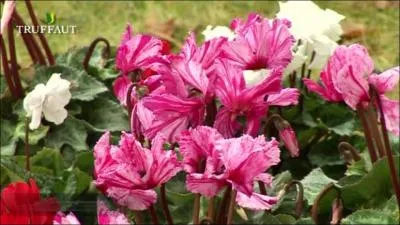 Combien d'espces vgtales ont disparu dans le monde depuis le 1er janvier 2013 (environ) ?