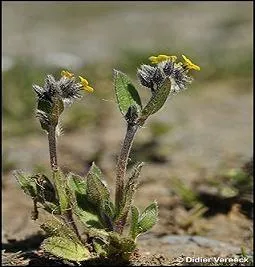 Le myosotis aux fleurs d'azur est surnommé "ne-m'oubliez-pas", mais il existe aussi un myosotis de couleur jaune. Où le trouve-t-on ?